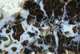 Polished Petrified Shrinkwood Slab - Colorado #184962-1